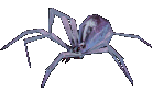 Frost Spider