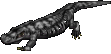 Lava Lizard