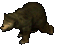 Black Bear