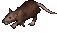 Giant Rat