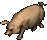 Boar