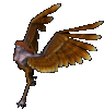 Harpy