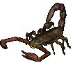 Scorpion
